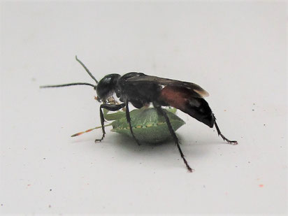 Predatory wasp Astata boops with a shieldbug nymph