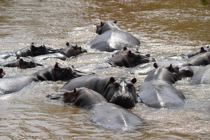 Flusspferde im "Queen Elizabeth National Park"