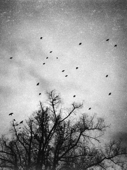 Black and white trees without leaves and crows on the branches