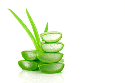 l'aloe vera la plante bien-être