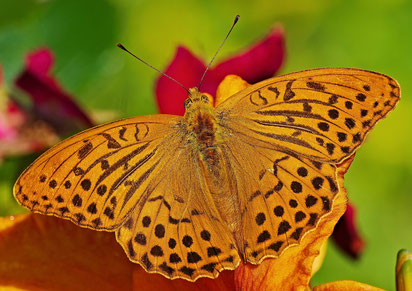 Schmetterling des Jahres 2022:     Kaisermantel     Argynnis paphia