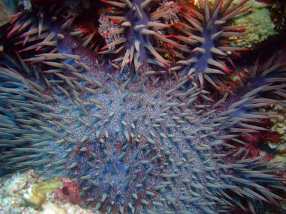 acanthaster "Acanthaster planci", Sud Mer Rouge