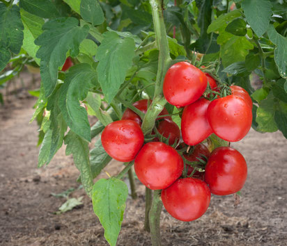 Réussir sa culture de tomatas avec Nortene