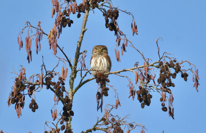 In der Mitte des Bildes sitzt ein Sperlingskauz. Er sitzt auf dem Ast eines dünnen Baumes.