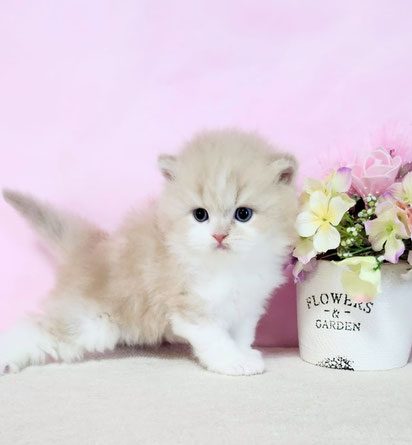 alt="ミヌエット子猫、長足タイプ男の子画像3"