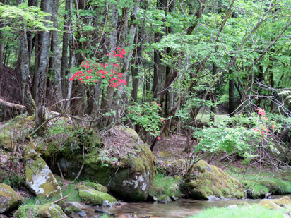 2本のヤマツツジとも、苔むした岩の上に生えていた。