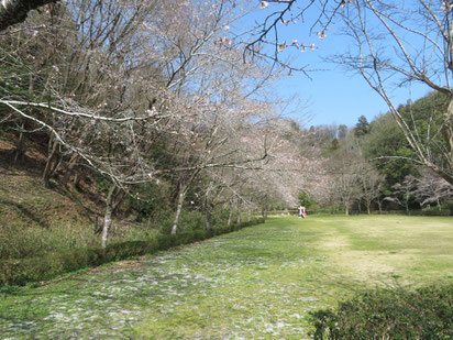 思ったよりも桜が咲いていない。