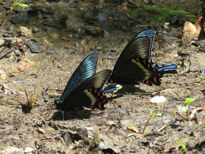 ●●トラップに飛来したミヤマカラスアゲハ ♂