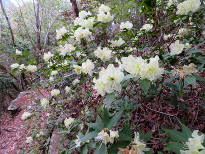 黄色の花をつけるツツジ。