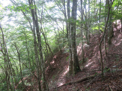 山頂手前のブナ林。