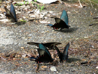 吸水集団（カラスアゲハ 4♂、ミヤマカラスアゲハ 1♂） 