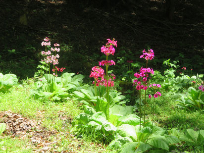 湿地に咲くクリンソウの花。