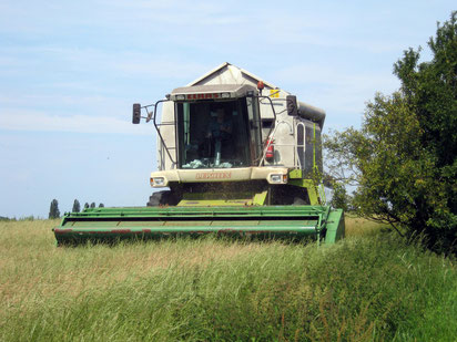 Drusch von Grassamen