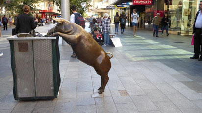 Bild: Stadtreinigung durch Schweine in Adelaide