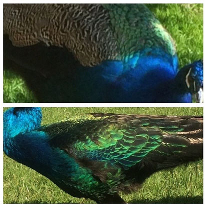 Unterschied: blauer Pfau (oben) - Schwarzflügelpfau (unten)