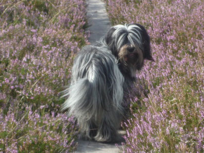 Caatje in der Lüneburger Heide