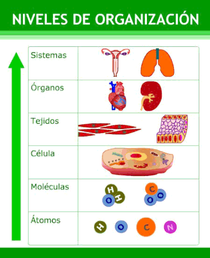 Imagen de los niveles de organización.