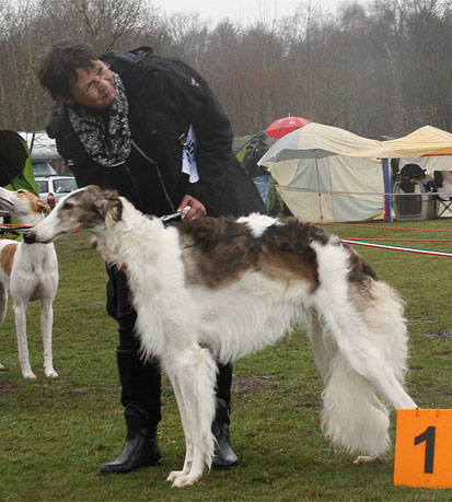 Foto: copyright European Borzoi