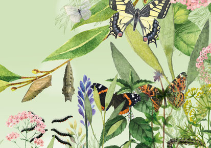 lehrmittel-raupe-schmetterling-naturforscher-lehrmittel