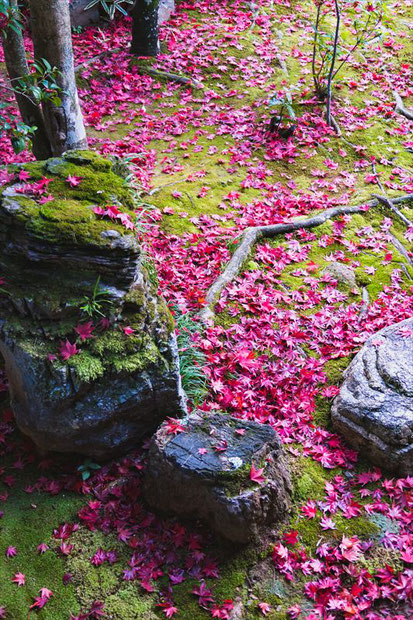 妙心寺塔頭大法院の苔と散紅葉