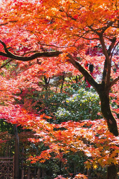 妙心寺塔頭大法院の紅葉