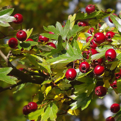 Weissdorn Crataegus Monogyna 1534064729s Webseite