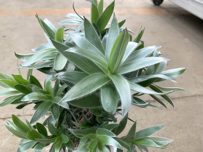 リューカデンドロン・シルバーアフリカーナ - 鉢物・観葉植物 リューカデンドロン・シルバーアフリカーナ - 鉢物・観葉植物