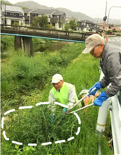 鋭い棘のため、木ばさみやスコップで除去(大濱さん資料から)