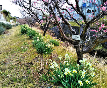 ほころび始めた箕川の梅並木（２／７撮影）