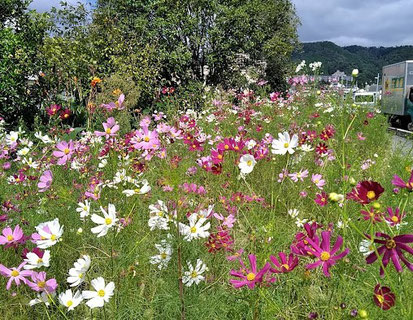お花草原例 ②コスモス(箕面鍋田川沿いの空地:萱野1丁目。10月撮影)