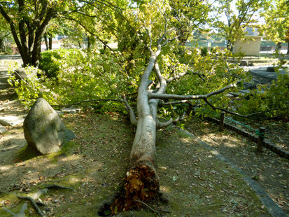 【芦原公園】ケヤキの大木とみられる倒木(箕面5丁目)