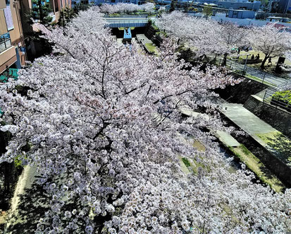 キューズモールの千里川両岸は桜満開