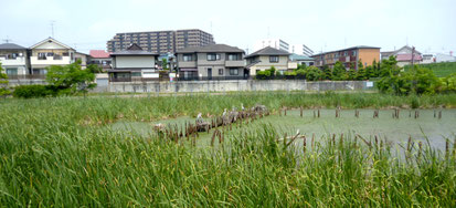 池の東側は、住宅地。