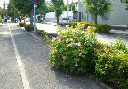 向こうの街路樹帯は、整然とせん定されています。