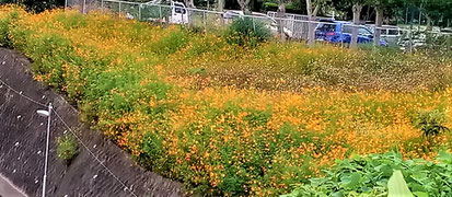 お花草原例 ①キバナコスモス（箕面東部の住宅団地斜面：粟生間谷西１丁目。佐藤（秀）さん9月撮影）