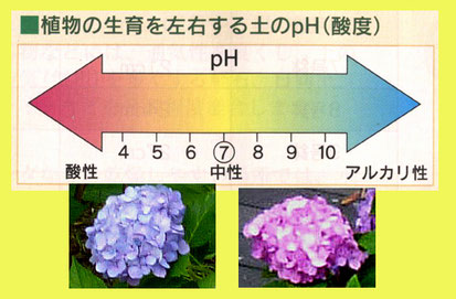 pHとアジサイの花の色の関係(pHの図は「ハイポネックス・ガーデンブック」から)