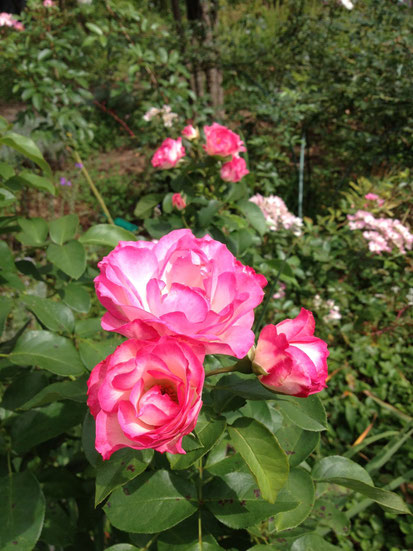 ストロベリーアイスが元気になって・・花を沢山つけています。無農薬でも強い！