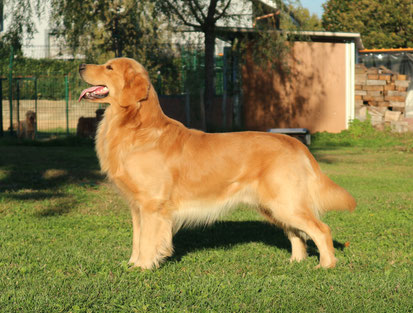 Cuccioli di golden retriever in nord italia, Liguria , Lombardia, Valle d'aosta