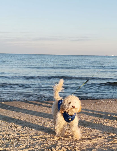 Fewo Usedom 