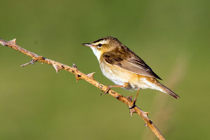 VERSCHIEDENE VOGELARTEN, Schilfrohrsänger