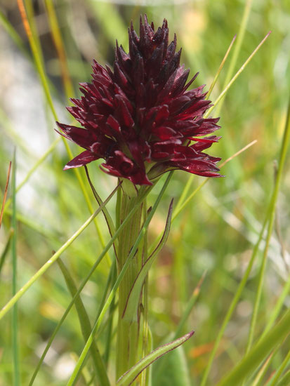 Schwarzes Kohlröschen (Nigritella rhellicani)