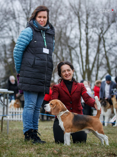 Czarnowsky, Czarnowsky-beagle, Little King Arthur, Bagio Boss Gintarine Fortuna * Lord James *, Czarnowsky , Beagle, Beagle, Beagle, Beagle, Beagle, best,  Stud dog, Beagle Star