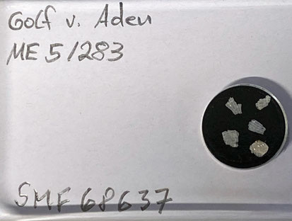 Senckenberg, Bryozoa, Bryozoen, Moostierchen, Sammlung Voigt