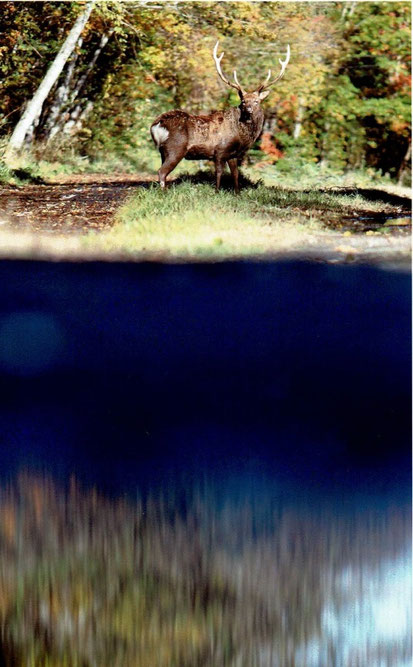 ひとり河畔に佇むエゾシカの写真