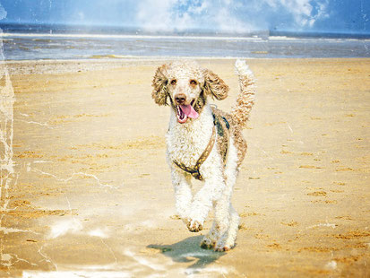 ein Hund läuft am Strand. Es ist ein Pudel. Das Fell ist lockig und braun weiß.