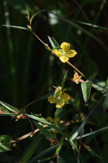 ヒレタゴボウ　(鰭田牛蒡)　アカバナ科 チョウジタデ属　帰化植物