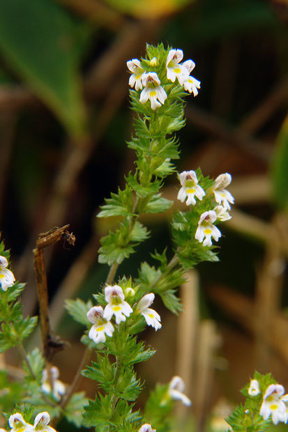 タチコゴメグサ　　野反湖の主役の花の一つ