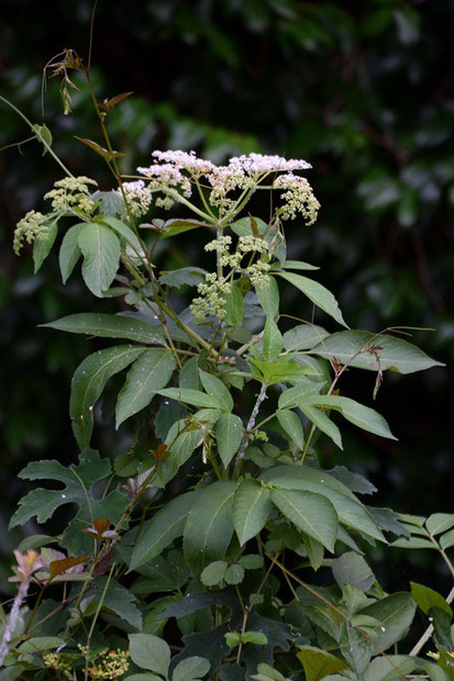 お名前不明のセリ科の植物 ➡ ソクズ (蒴藋)　ガマズミ科 ニワトコ属