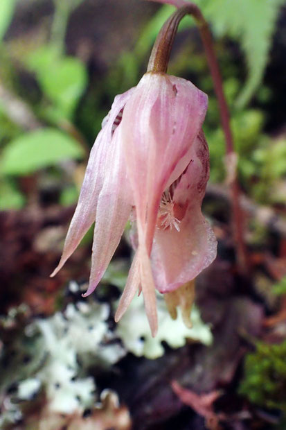 ホテイランの普通の色の花は、終わるとこのような姿になっていた