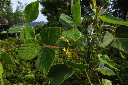 タンキリマメ (痰切豆)　葉はクズを小型にしたよう